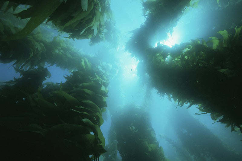 Omega 3 & 6 Complete Meal Topper For Dogs & Cats* - Nutritional Omega 3 Meal Topper For Dogs & Cats*