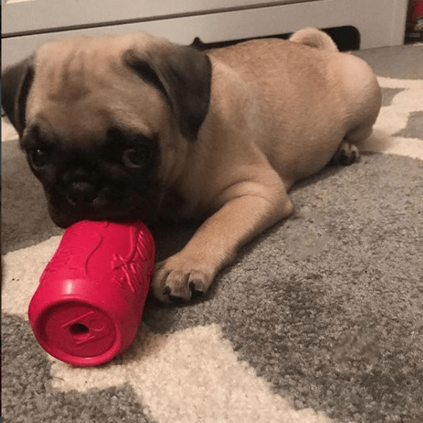 SP Puppy Can Toy Durable Rubber Chew Toy & Treat Dispenser For Teething Pups