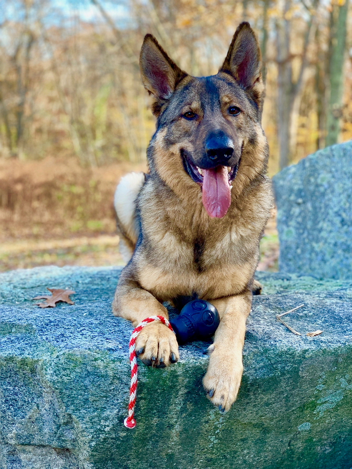 USA-K9 Skull Durable Rubber Chew Toy, Treat Dispenser, Reward Toy, Tug Toy, and Retrieving Toy