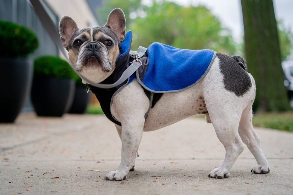 2-in-1 Travel Dog Vest With Built In Harness