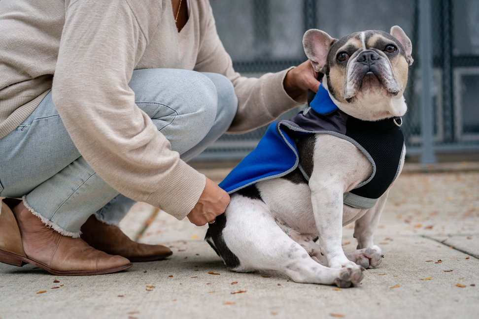 2-in-1 Travel Dog Vest With Built In Harness