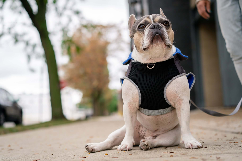 2-in-1 Travel Dog Vest With Built In Harness