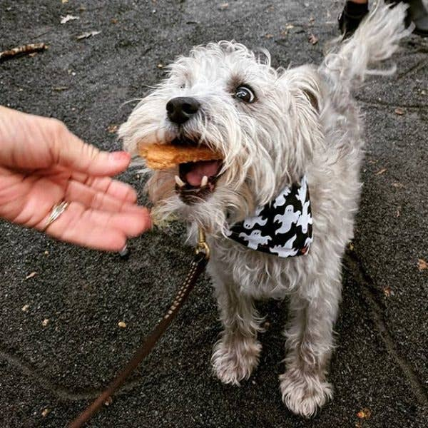 Cheddar Bones
