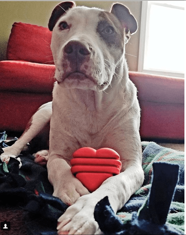MKB Heart on a String Ultra-Durable Durable Rubber Chew Toy, Reward Toy, Tug Toy, and Retrieving Toy