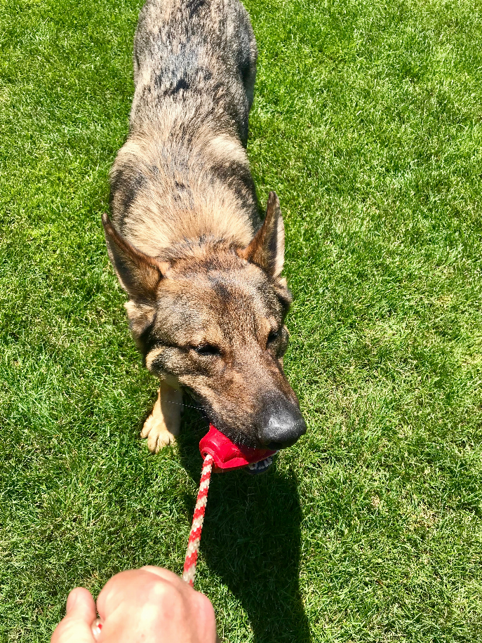 USA-K9 Grenade Durable Rubber Chew Toy, Treat Dispenser, Reward Toy, Tug Toy, and Retrieving Toy