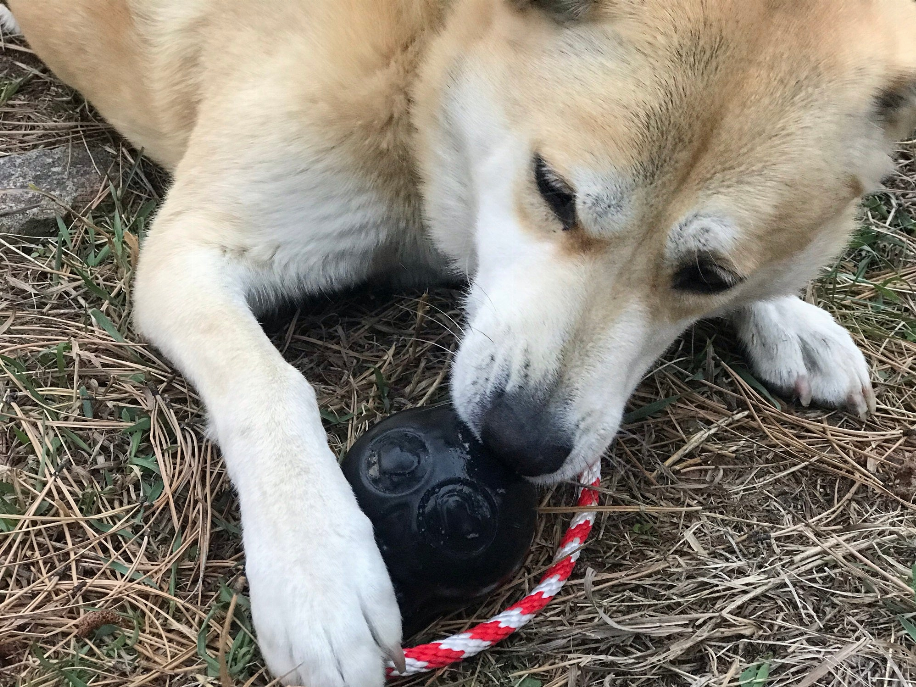 USA-K9 Skull Durable Rubber Chew Toy, Treat Dispenser, Reward Toy, Tug Toy, and Retrieving Toy
